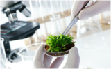 BioAgar™ - Plant